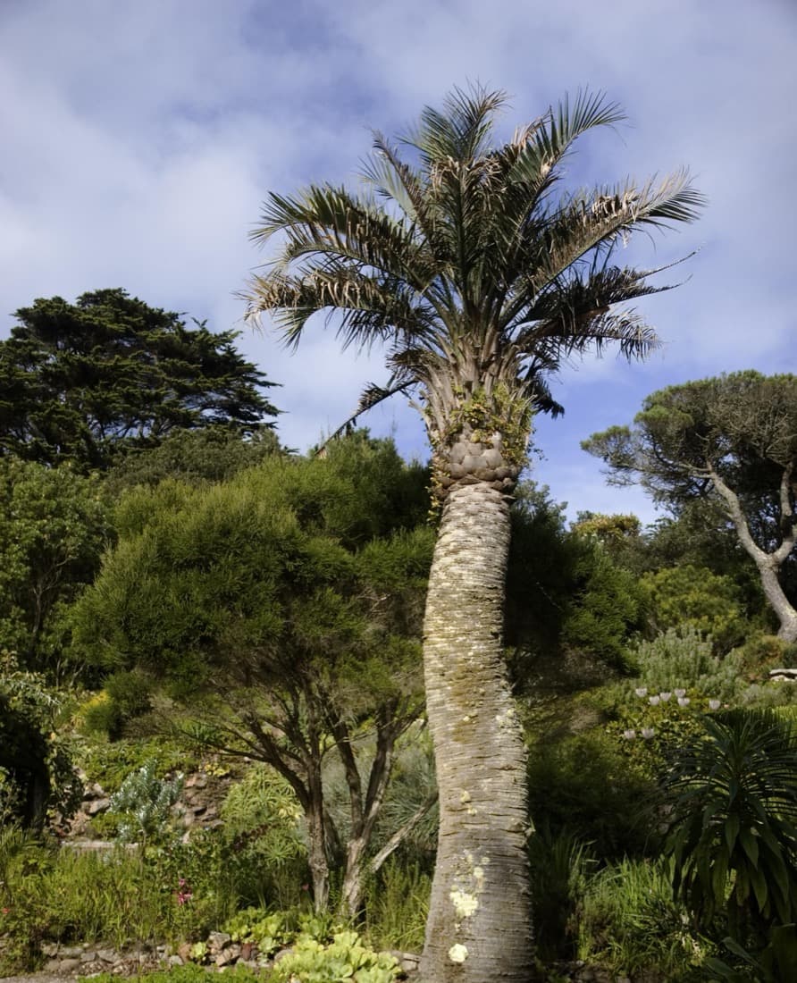 Pindo Palm (Butia capitata)