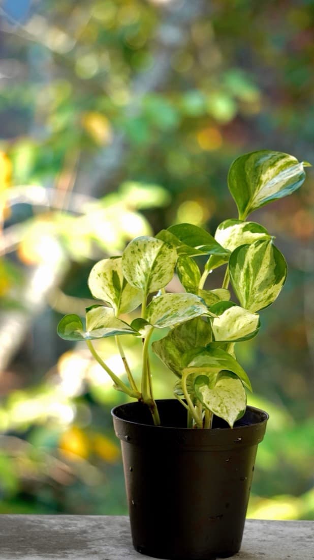 Pothos (Epipremnum aureum)
