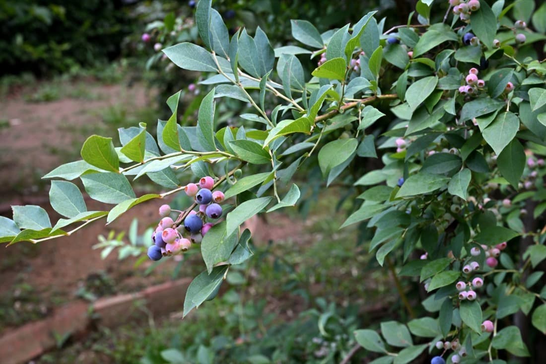 Rabbiteye Blueberry (Vaccinium virgatum)