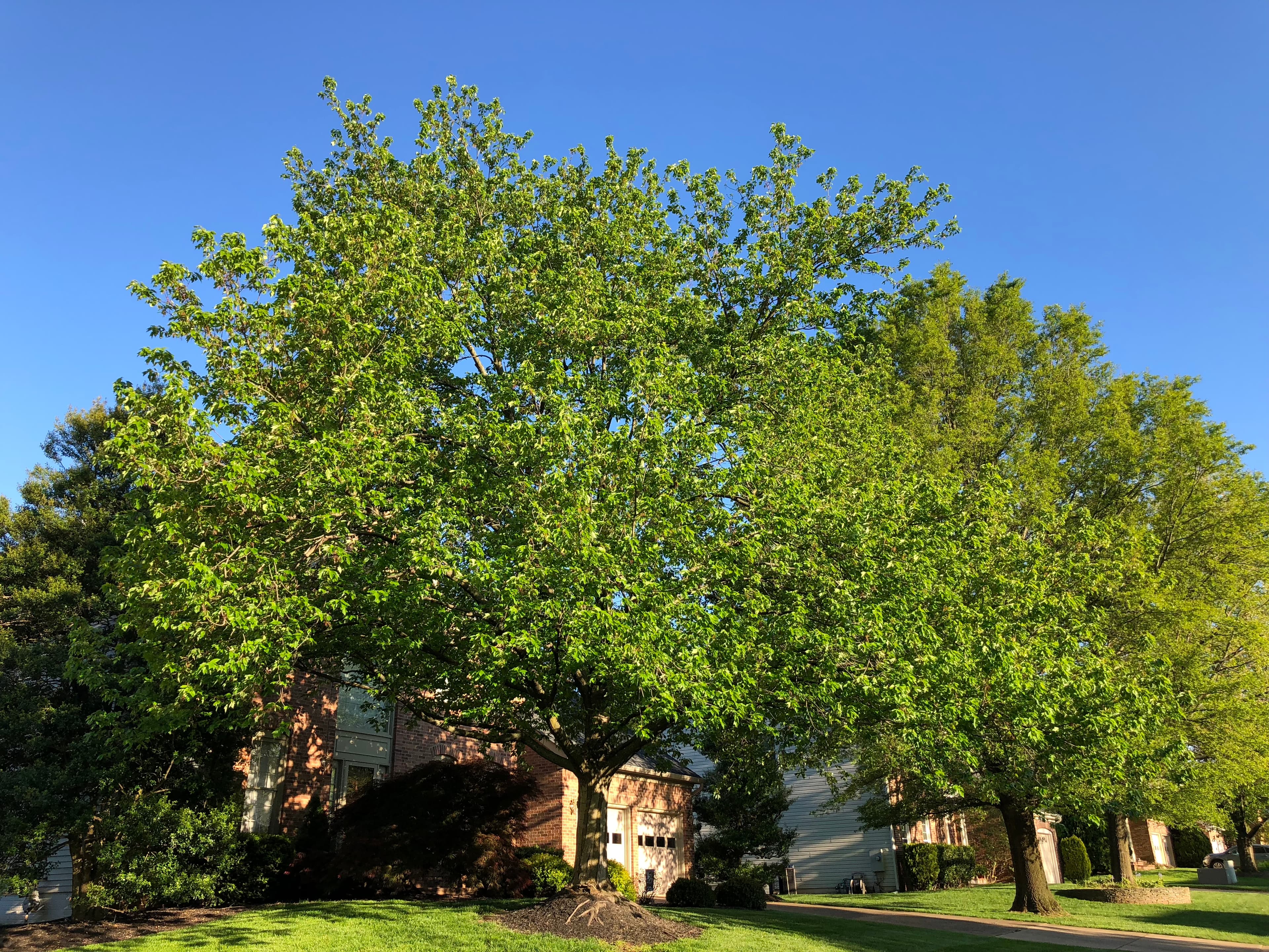Red Maple (Acer rubrum)