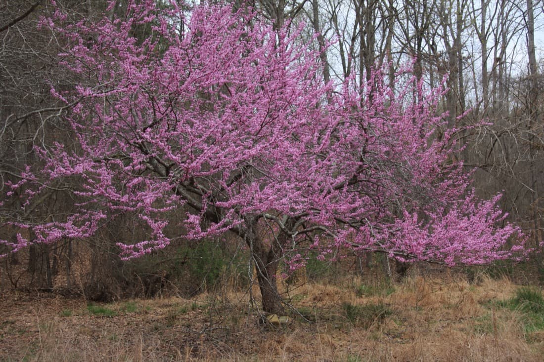 Redbud (Cercis canadensis)