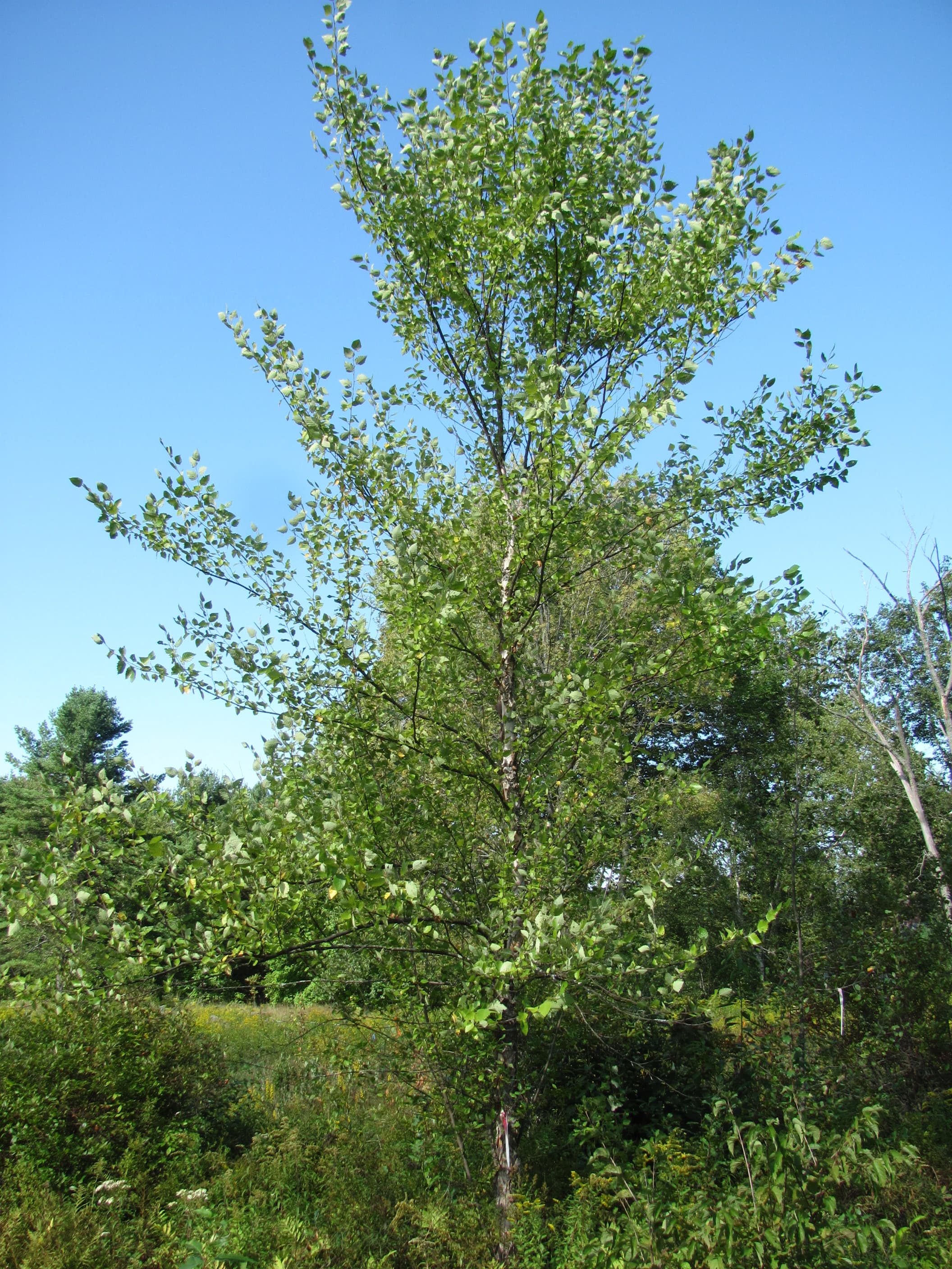 River Birch (Betula nigra)