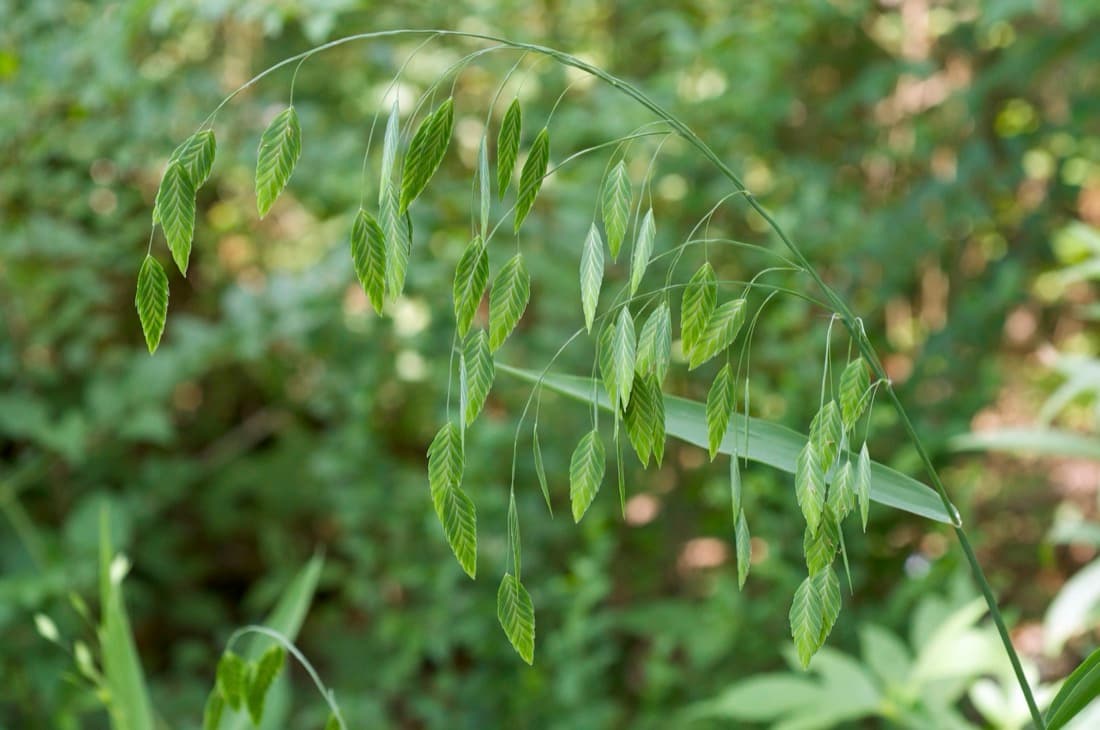 River Oats (Chasmanthium latifolium)