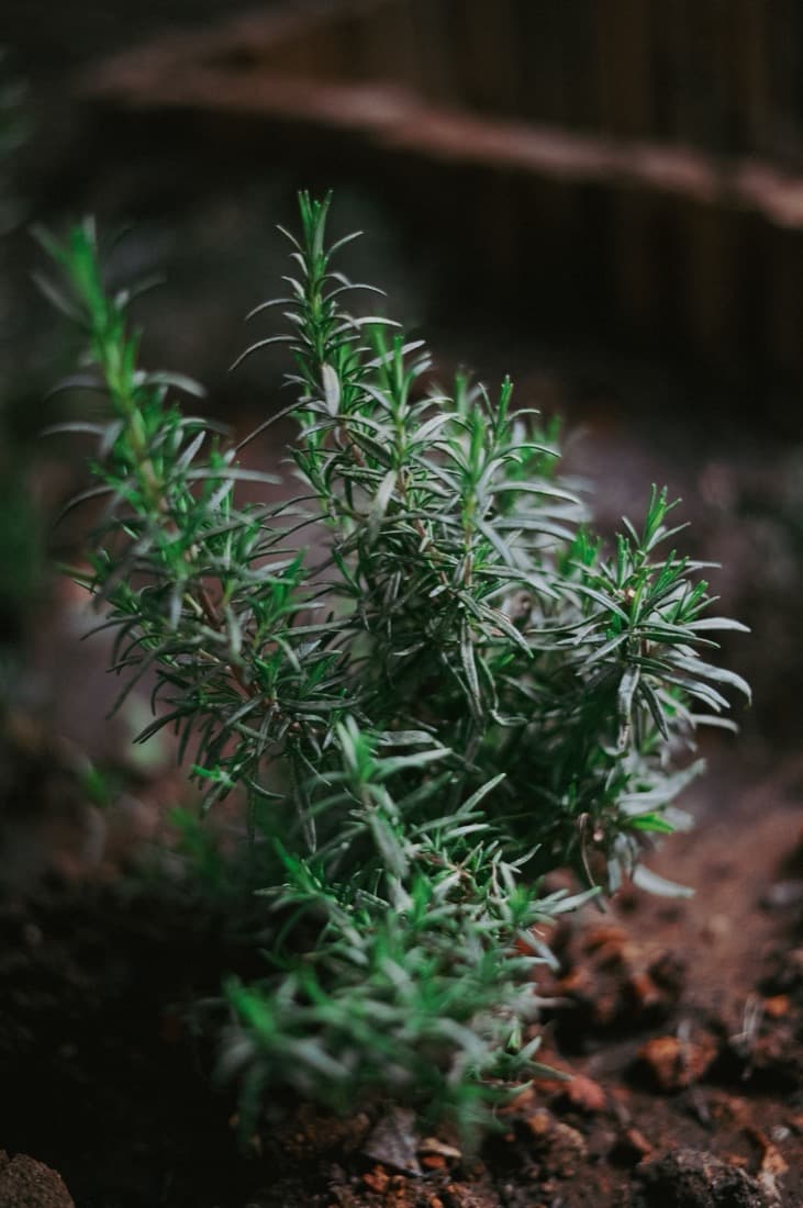 Rosemary (Salvia rosmarinus)