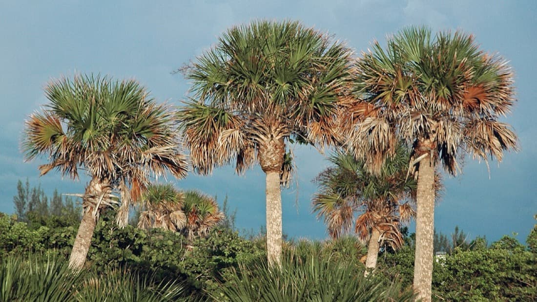 Sabal Palmetto (Sabal palmetto)