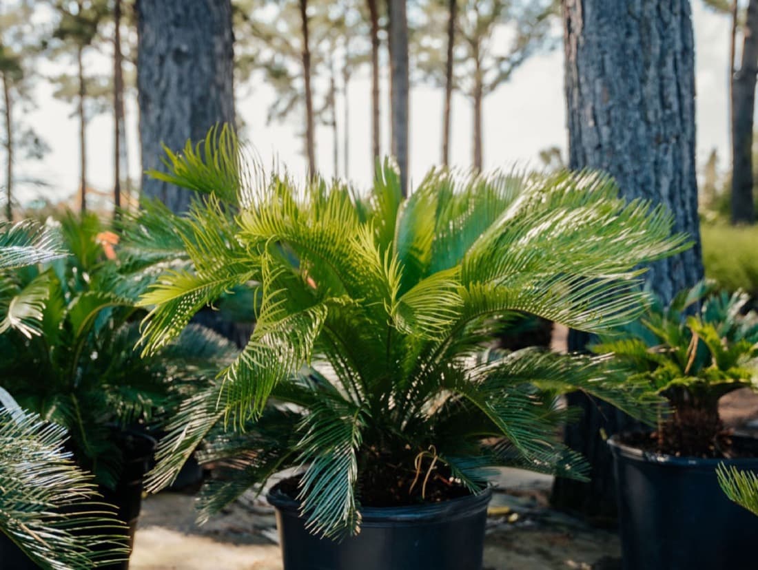 Sago Palm (Cycas revoluta)
