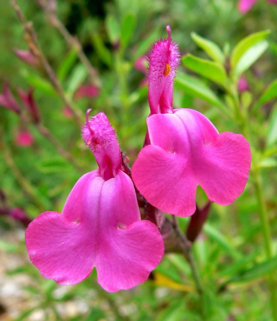 Salvia (Salvia greggii & guaranitica)