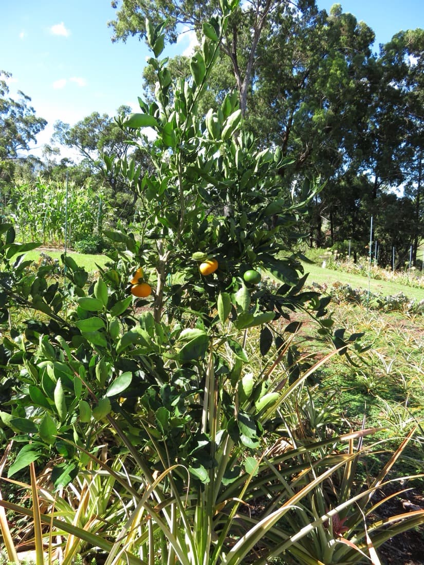 Satsuma Orange (Citrus unshiu)