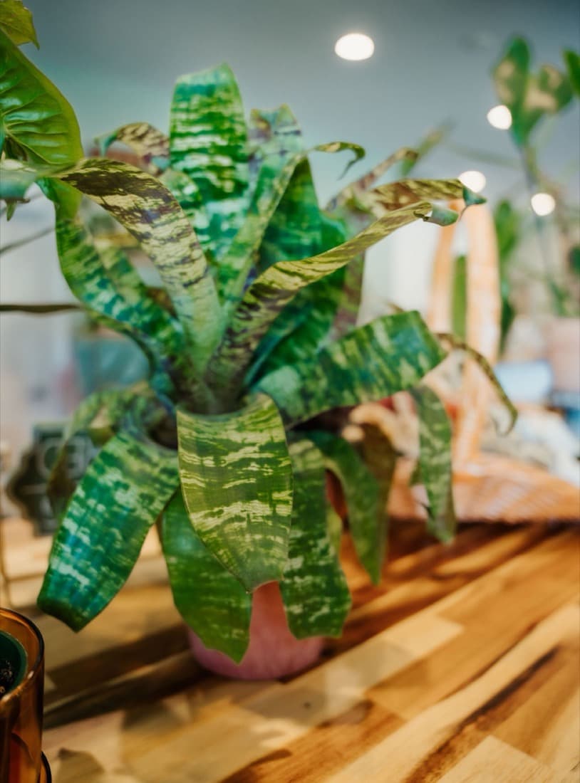 Snake Plant (Dracaena trifasciata)
