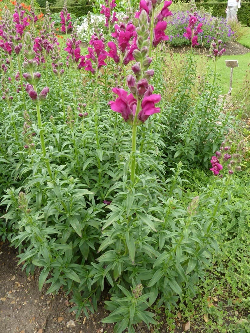Snapdragon (Antirrhinum majus)