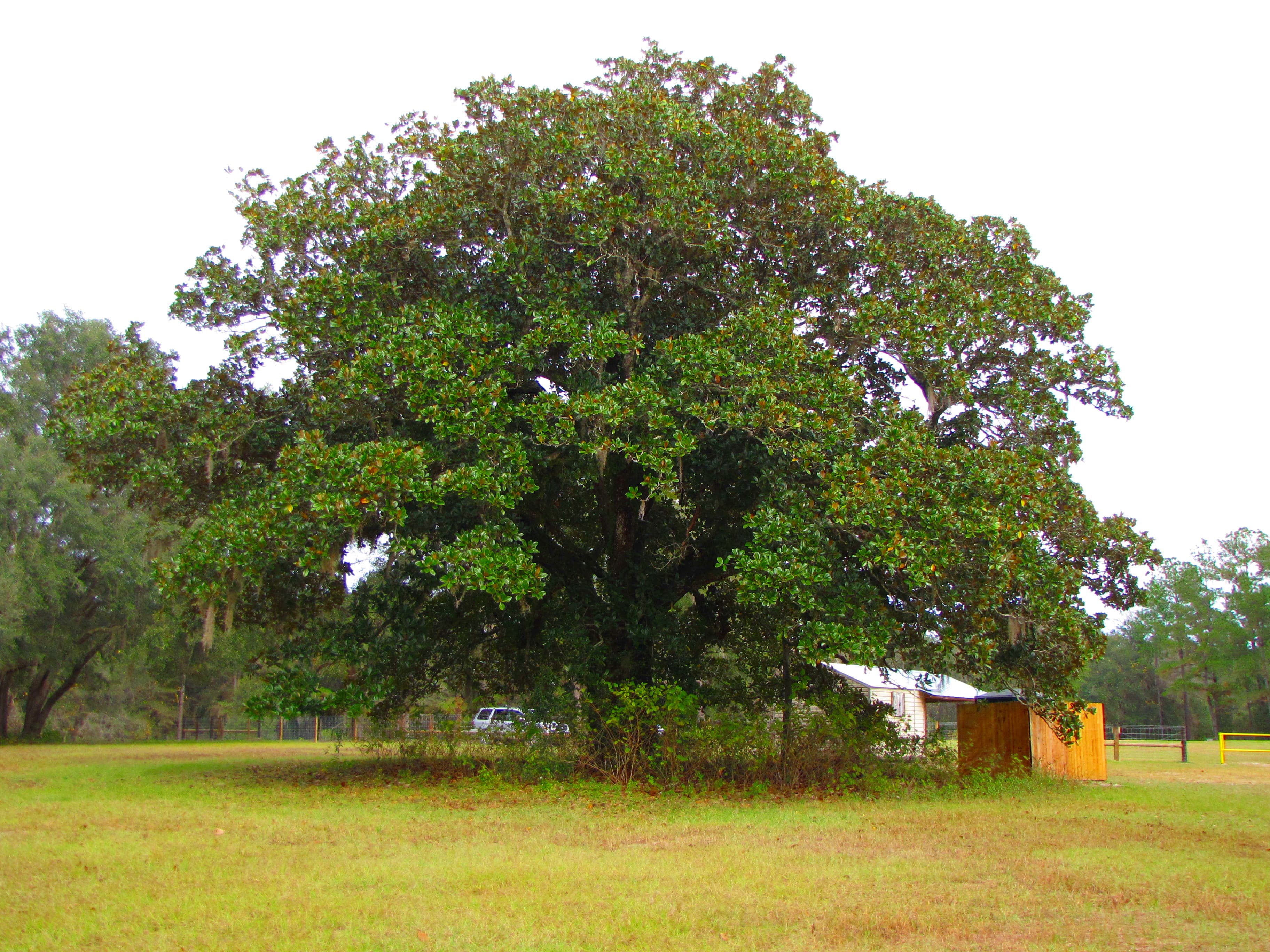 Southern Magnolia (Magnolia grandiflora)