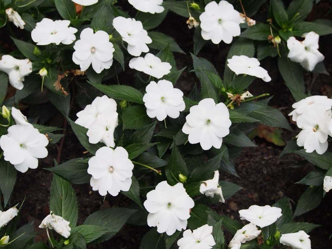 SunPatiens (Impatiens hybrids)