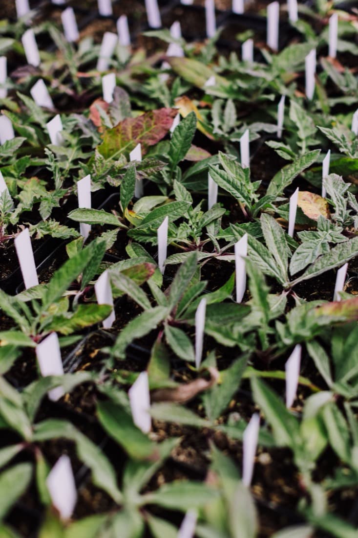 Tomato & Pepper Starts (Spring & fall vegetable starts)