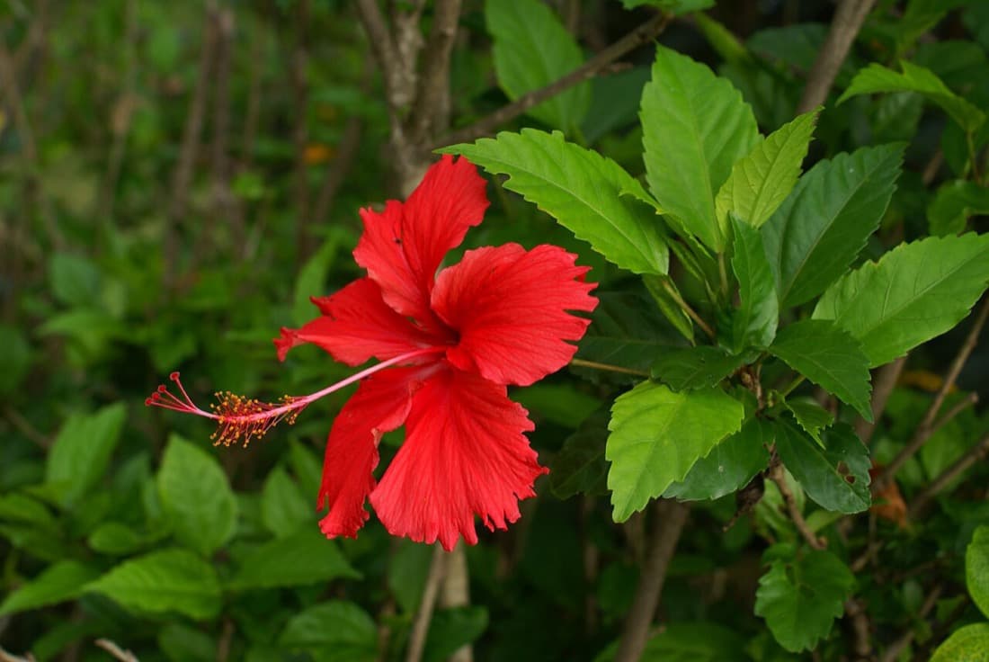 Tropical Hibiscus (Hibiscus rosa-sinensis)