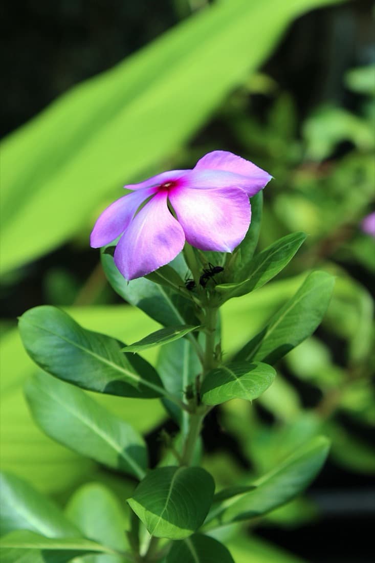 Vinca (Catharanthus roseus)