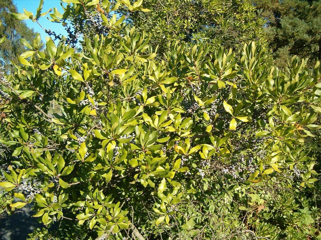 Wax Myrtle (Morella cerifera)