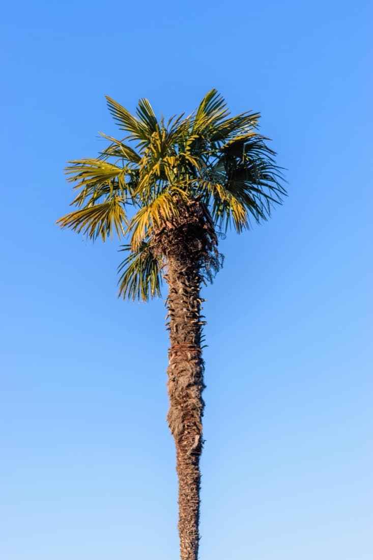 Windmill Palm (Trachycarpus fortunei)