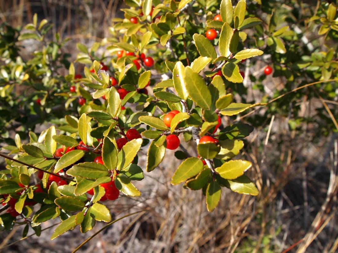 Yaupon Holly (Ilex vomitoria)