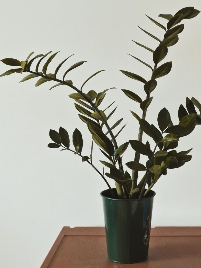 ZZ Plant (Zamioculcas zamiifolia)