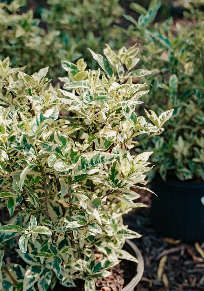 Variegated abelia