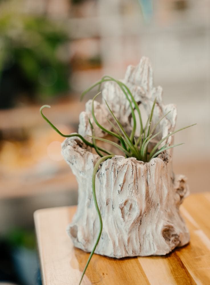 An air plant in driftwood