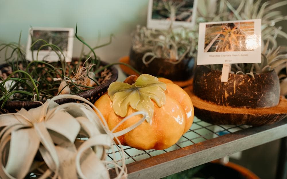 Air plant terrariums