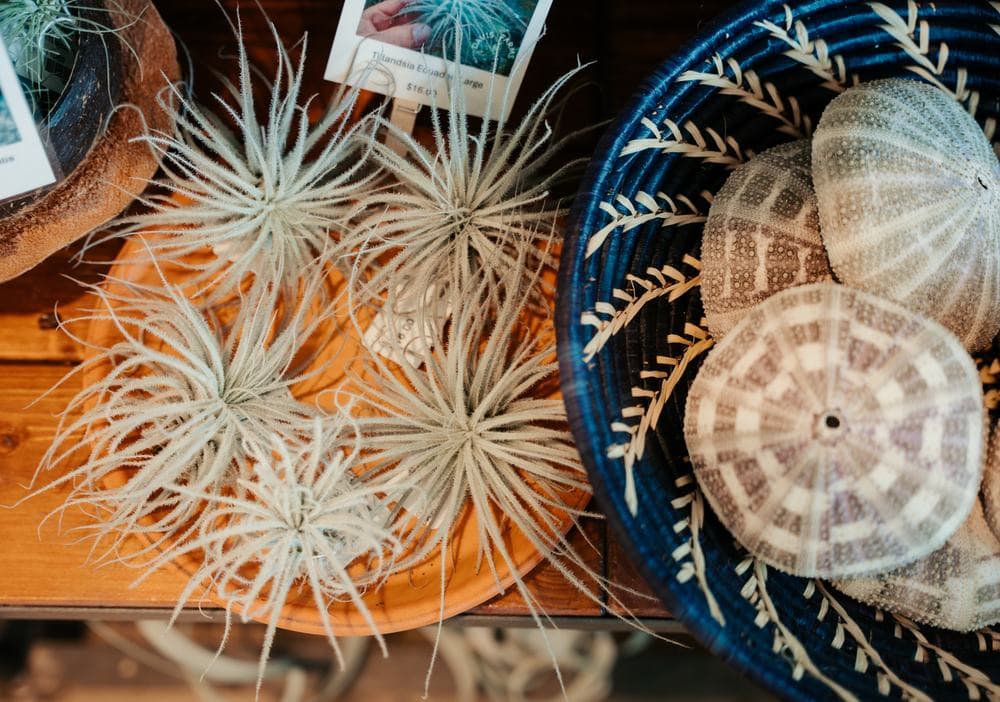 Air plants and sea urchins
