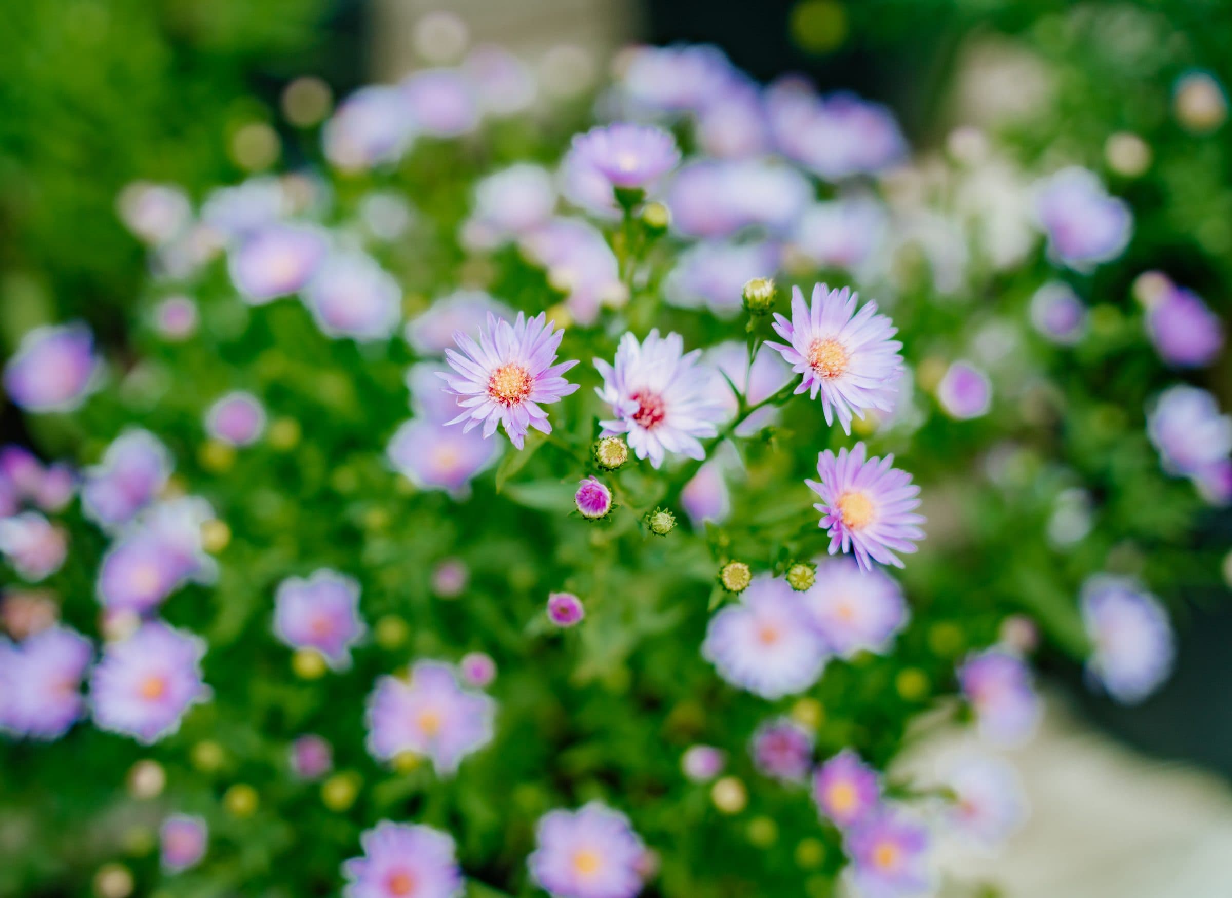 Asters