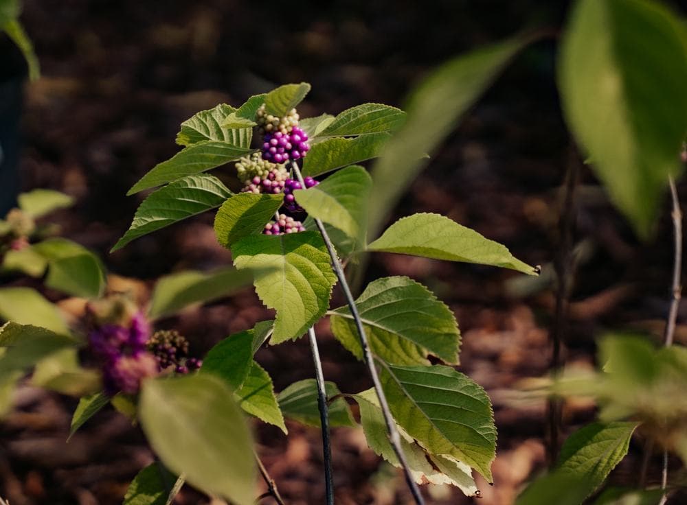 American beautyberry