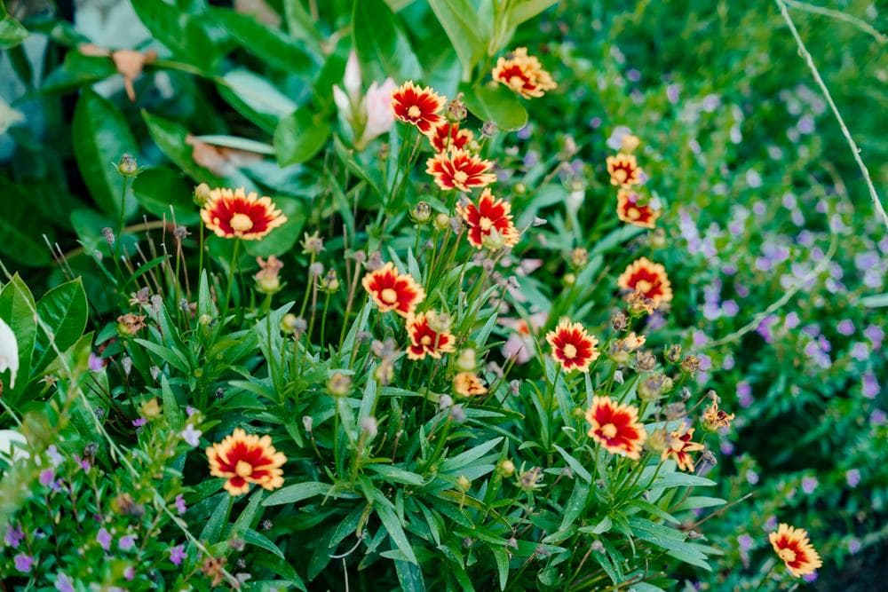 Blanket flower