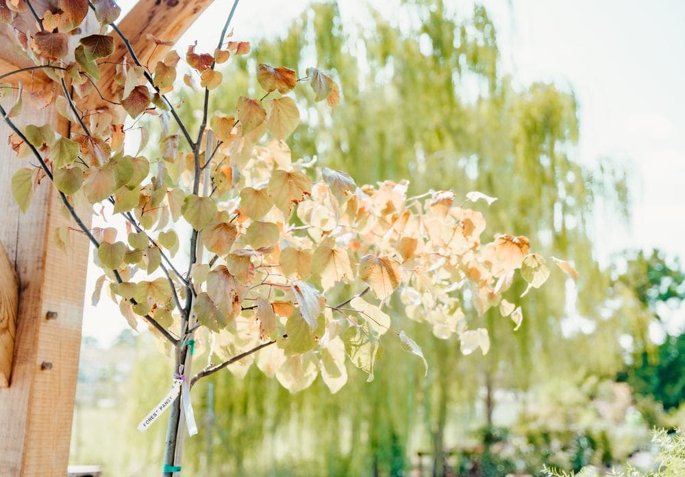 Bougainvillea