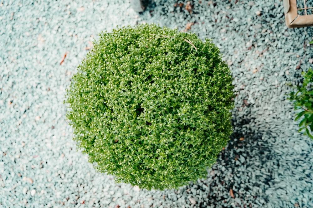 Boxwood