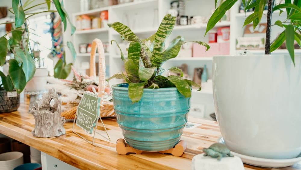 A bromeliad in a glazed pot