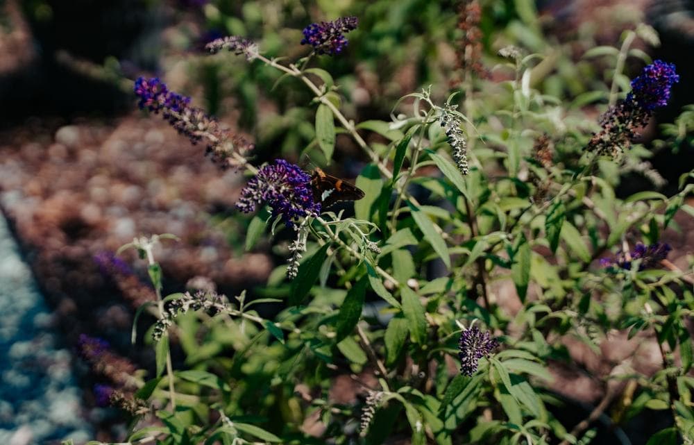 Butterfly bush