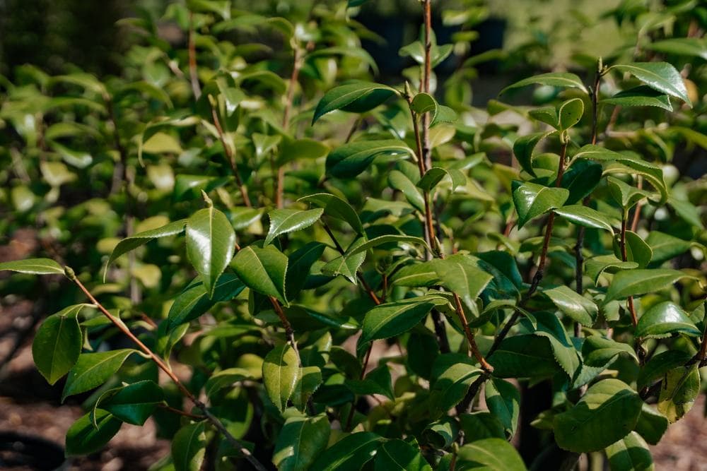 Camellias