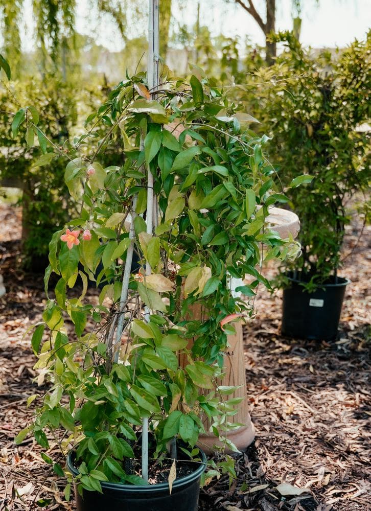 Climbing vines