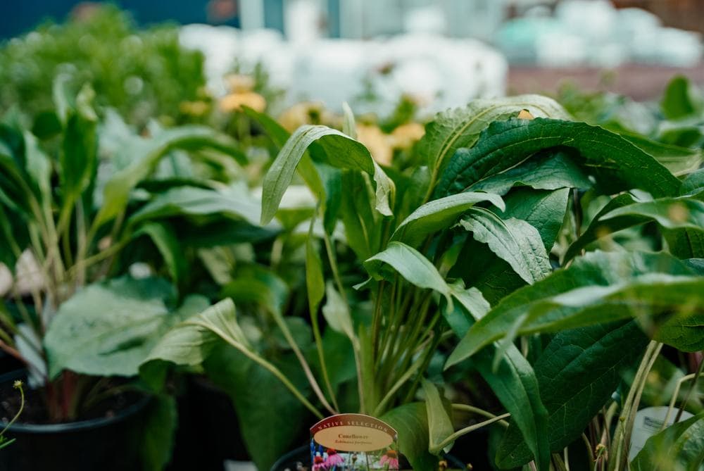 Coneflower foliage