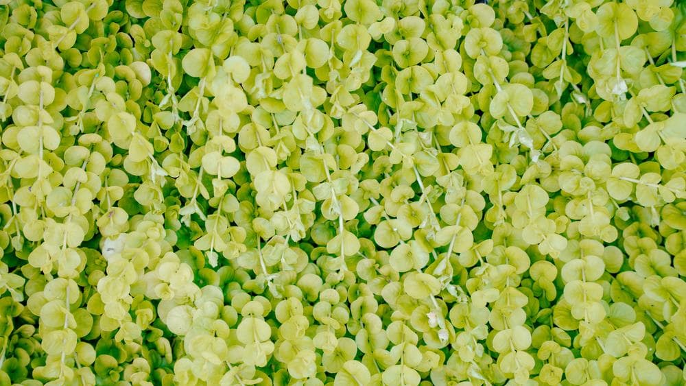 Creeping Jenny