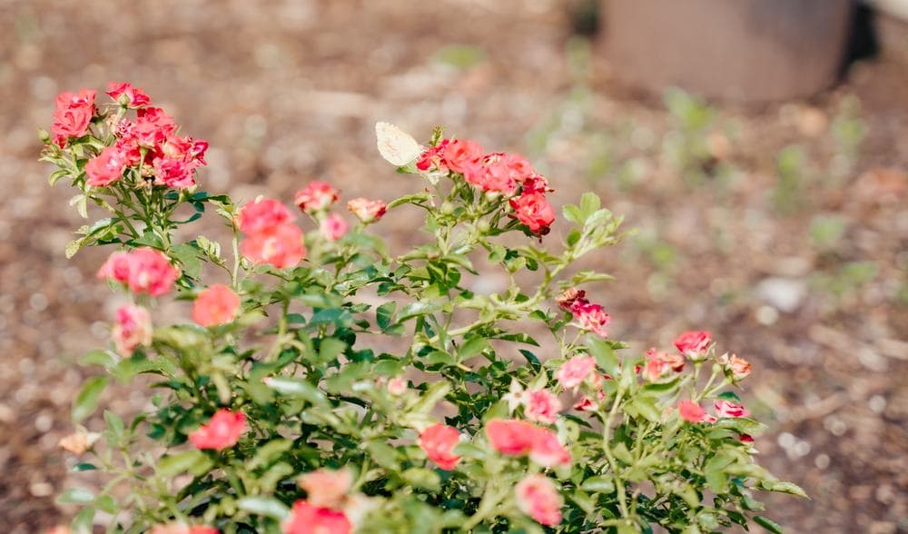 Drift roses