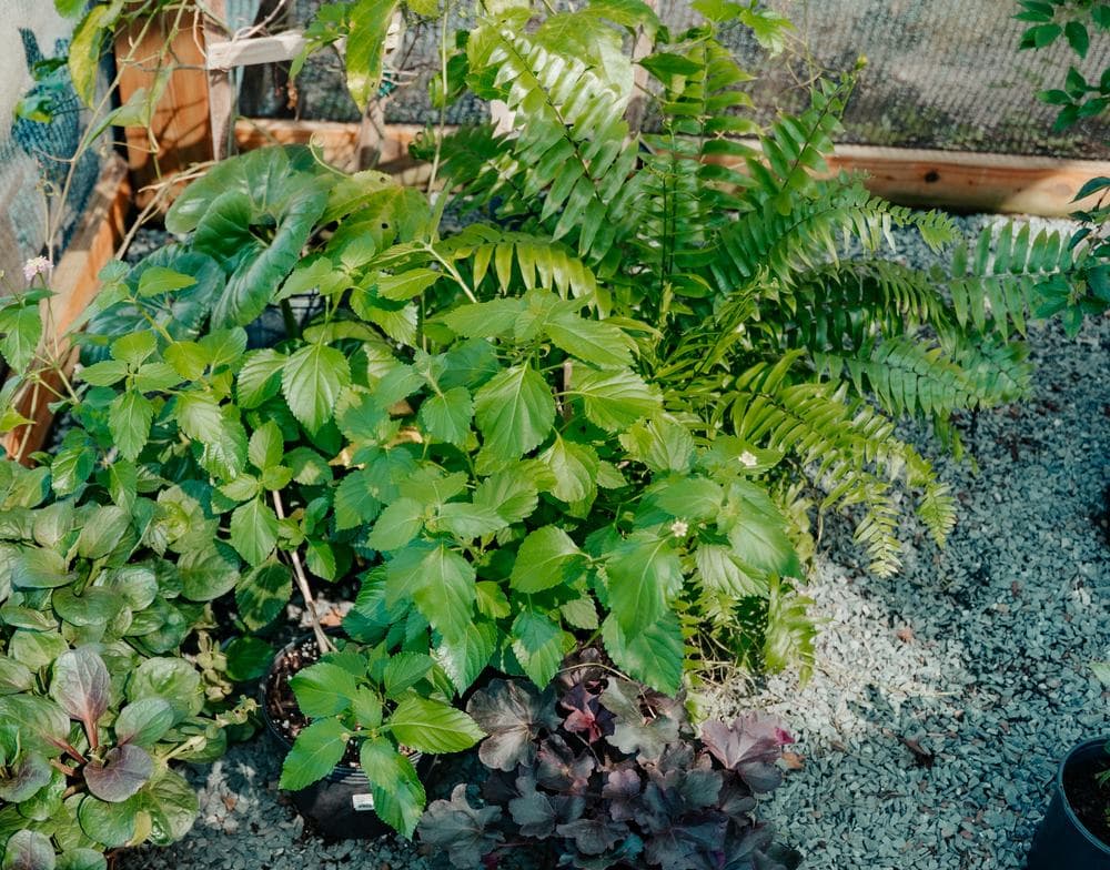 Ferns and tropicals