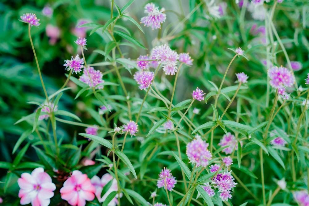 Gomphrena