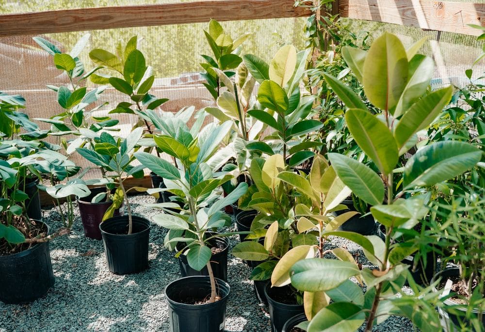 Houseplants under the shade
