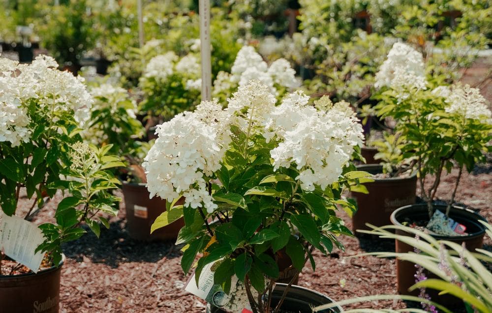 Panicle hydrangeas