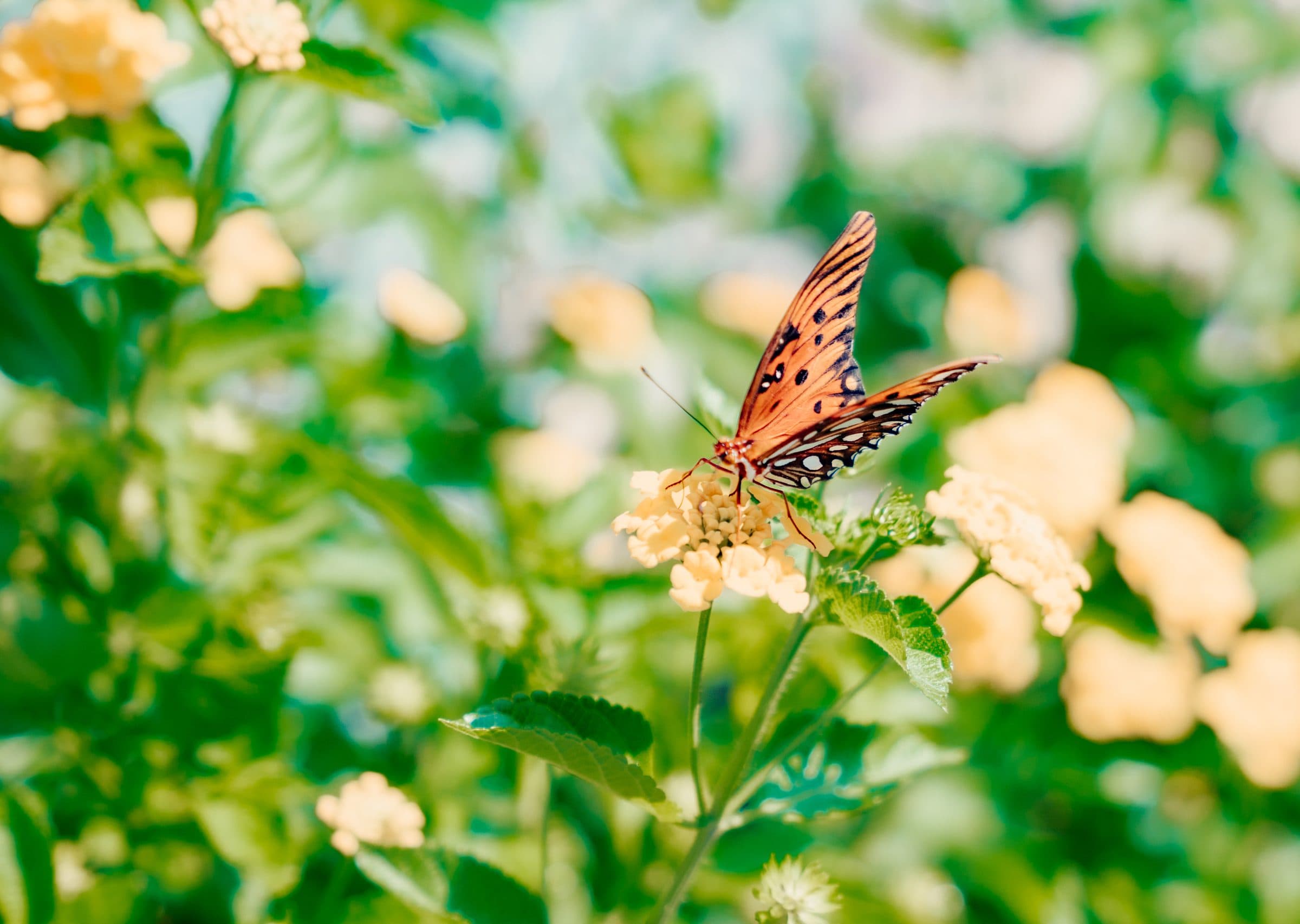 Lantana and butterflies