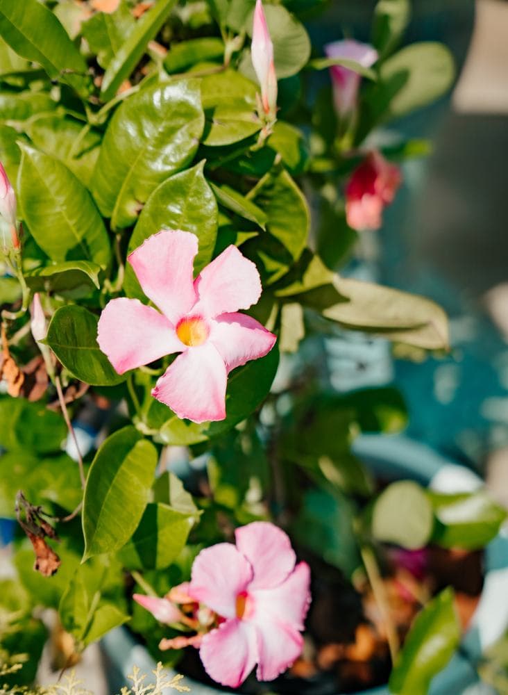 Mandevilla