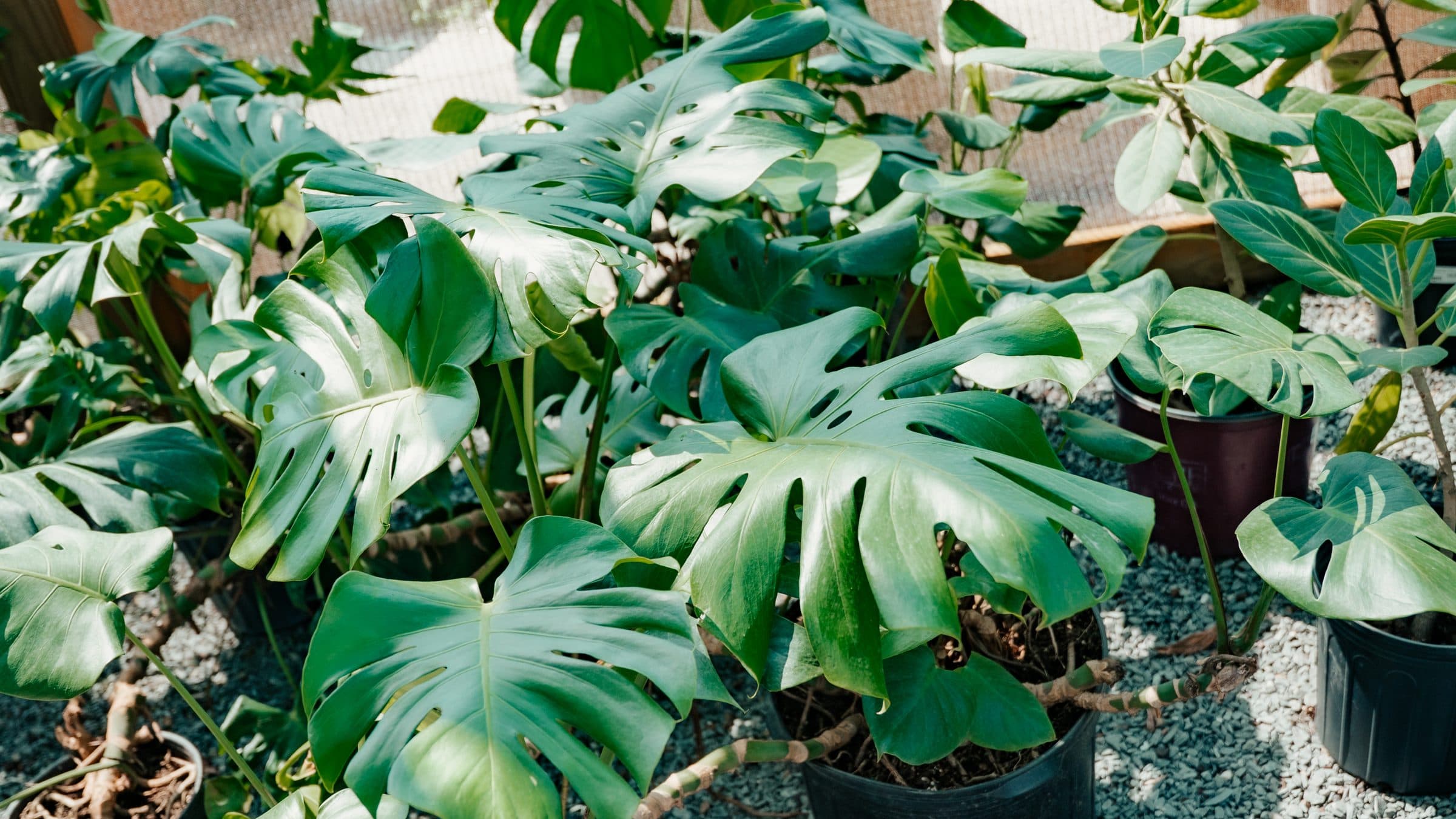 Monstera
