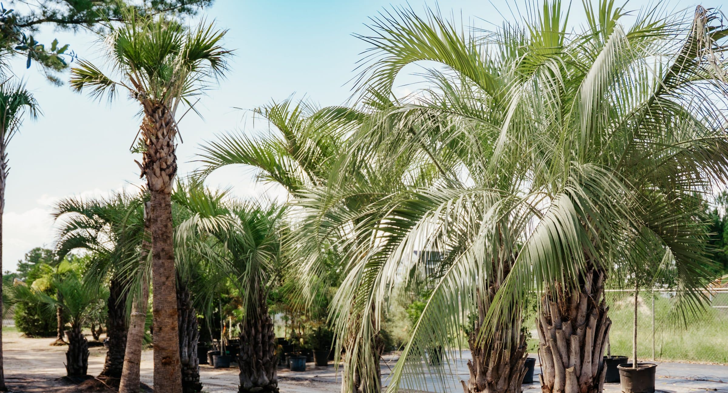 Palms ready to plant