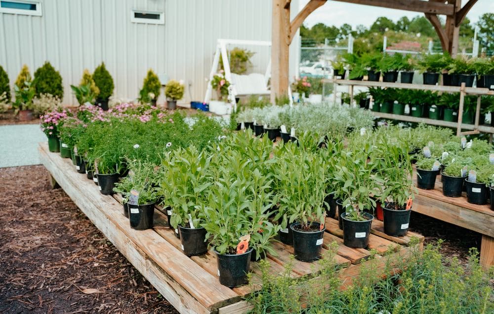 Rows of perennials