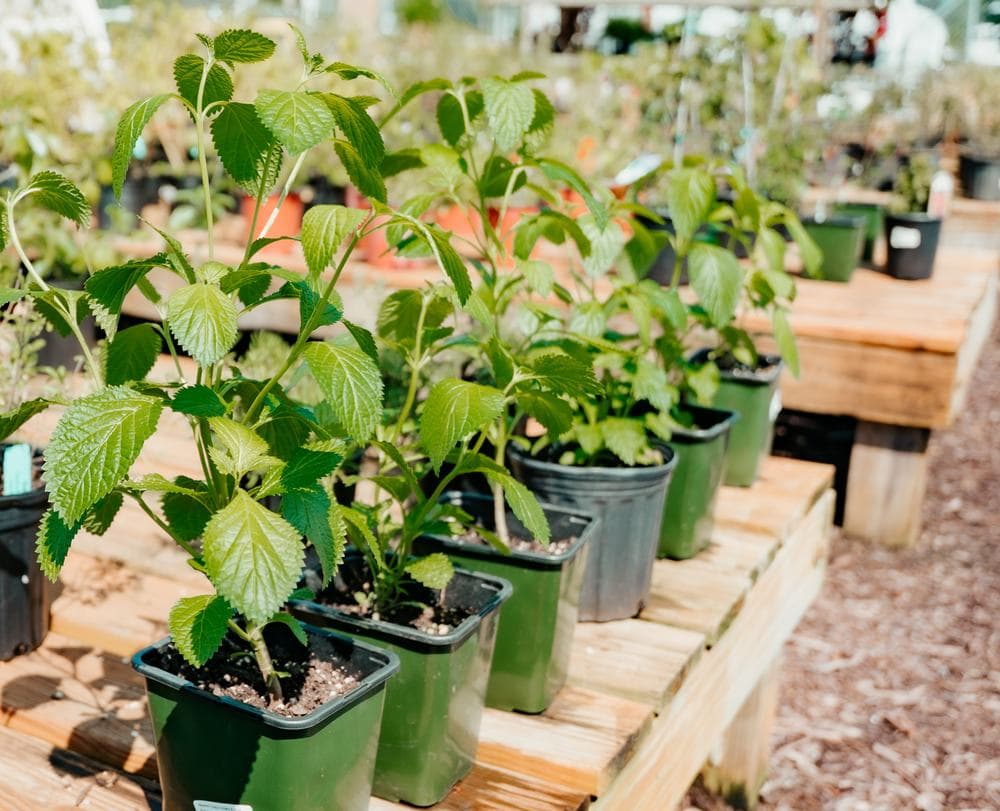 Perennials ready to plant