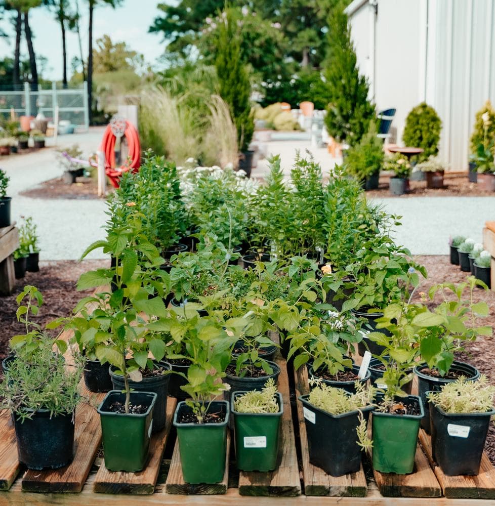 The perennial yard